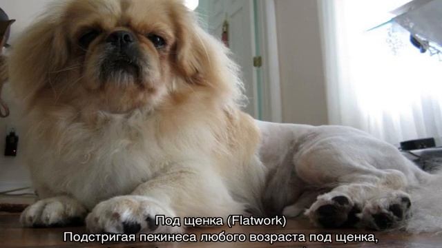 Стрижка пекинеса: как подстричь в домашних условиях смотреть онлайн