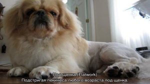 Стрижка пекинеса: как подстричь в домашних условиях