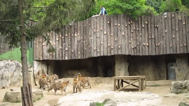 Кормление тигров в Сеульском зоопарке смотреть онлайн