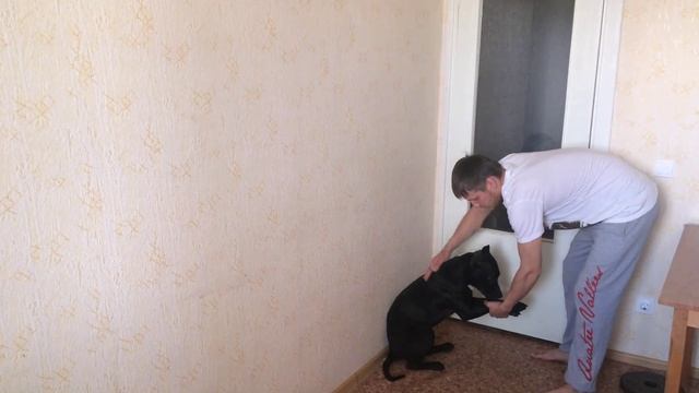 Как обучить собаку команде лежать смотреть онлайн