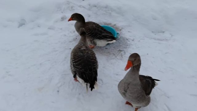 Как мы обманули систему смотреть онлайн