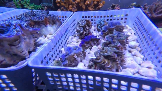 Tridacna Clam placement 101 смотреть онлайн