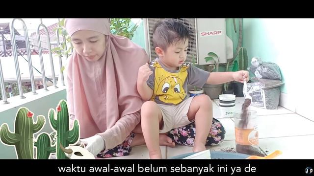 Penanaman Kembali Sukulen | Juma Main Tanah Sambil Belajar Menanam | Menanam Sukulen di Rumah смотреть онлайн