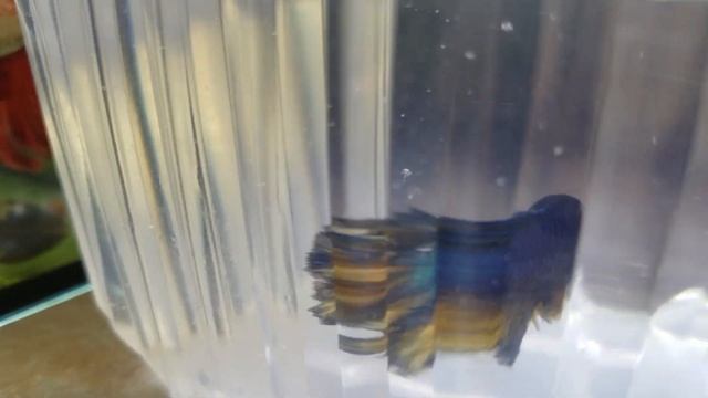 Нерест петушков\ Размножение петушков фэнси и горчичного газа смотреть онлайн