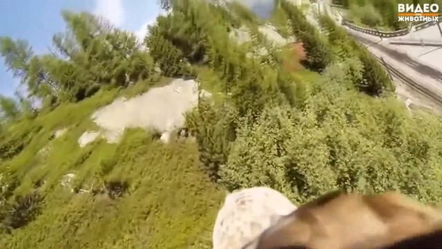 Захватывающее видео полета орла смотреть онлайн