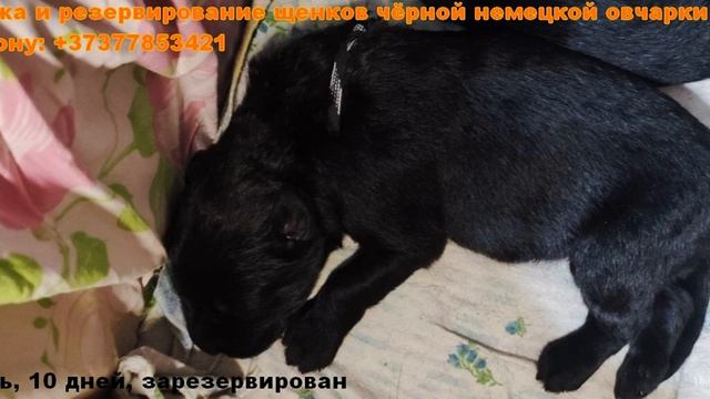 Резервирование щенков чёрной немецкой овчарки возраст 10 дней смотреть онлайн