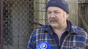 Разводить диких птиц в домашних условиях    не трудно