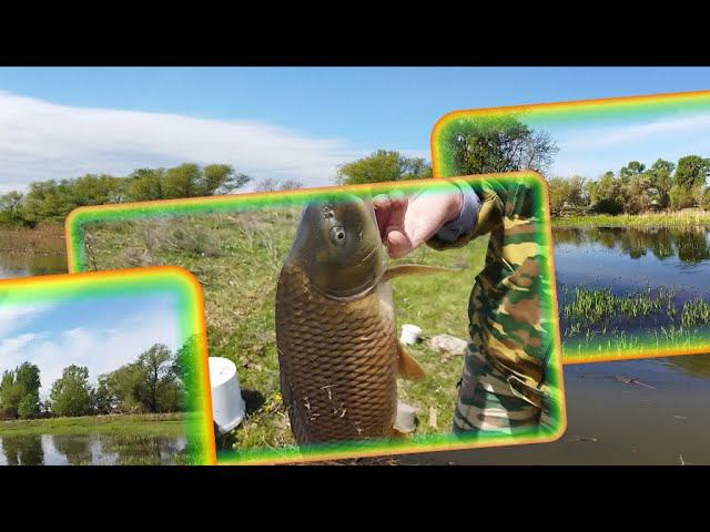 ОТЧЕТ ПО НАШЕЙ АСТРАХАНСКОЙ РЫБАЛКЕ, ПОЙМАЛИ САЗАНА