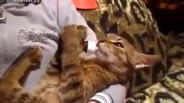 ШОК!!! Кот и собака алкаши Смешные животные Приколы с кошками собаками 2014 смотреть онлайн