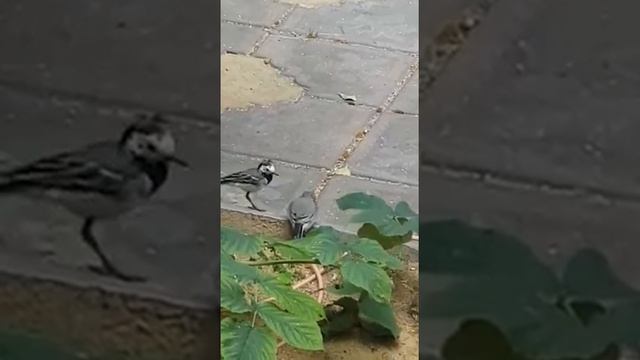 Трясогузка кормит допризывника... смотреть онлайн