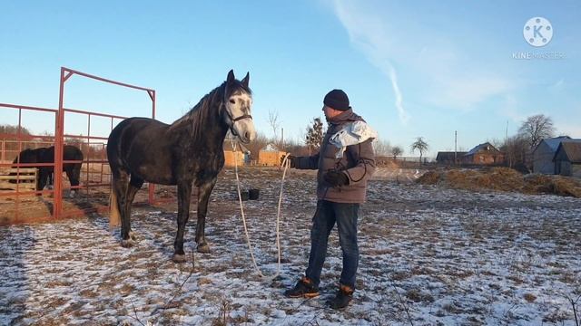 Если лошадь тянет,если лошадь не слушается, что делать? :) смотреть онлайн