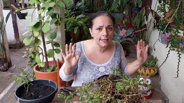 Petúnia Florindo mesmo Seca pelo vento (mudas por estaca e sementes) смотреть онлайн