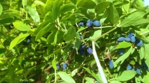 Канадские сорта жимолости Honeybee и Borealis + жимолость Восторг. Урожай 2020.