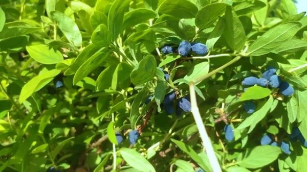 Канадские сорта жимолости Honeybee и Borealis + жимолость Восторг. Урожай 2020.