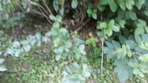 Как проредить черноплодную рябину?