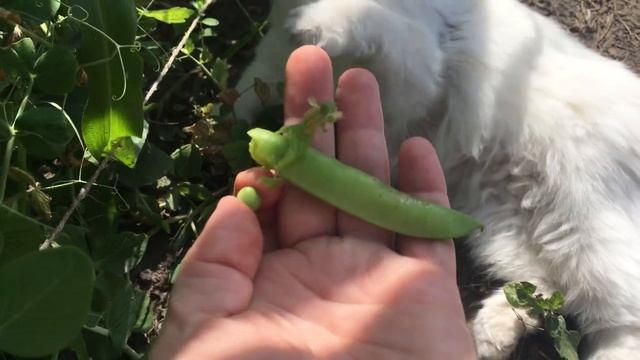 горох сорт Динга __ обзор сортов овощных культур.mp4 смотреть онлайн