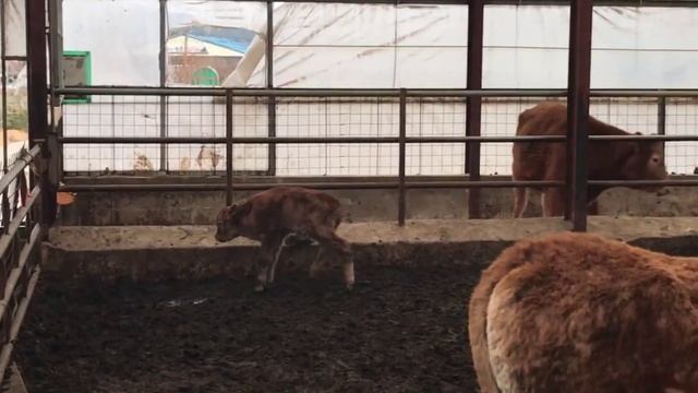 Ферма по разведению КРС в Южной Корее