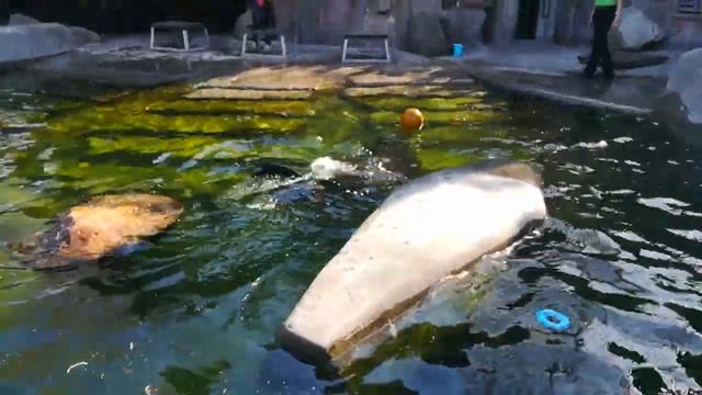 Кормление морских котиков смотреть онлайн