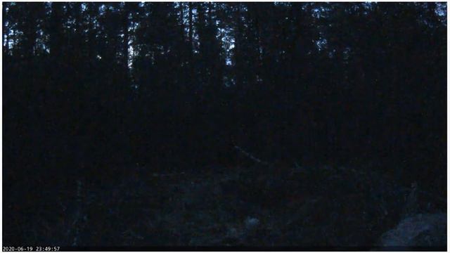 Черный аист . Ночные звуки около камеры в гнезде.