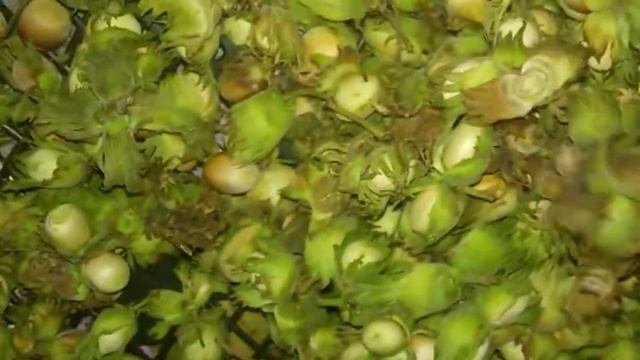 Самодельная сушилка для орехов.Орехи лесные как сушить.Орехи лесные большой урожай 2020 смотреть онлайн