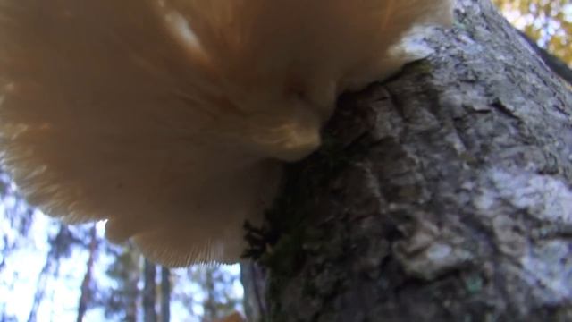 Стоянка в лесу. Мужчина пришёл! Прячу клад. Готовлю на костре смотреть онлайн