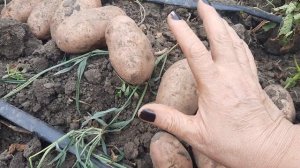 Сорт картофеля  АДРЕТТА ! Буду сажать снова!!! Урожай 2021 г.