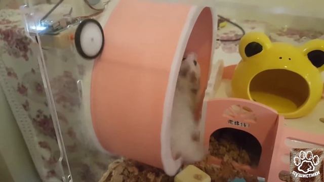 Смешной хомячок бегает в колесе и играет. Познавательное видео про животных для детей. смотреть онлайн