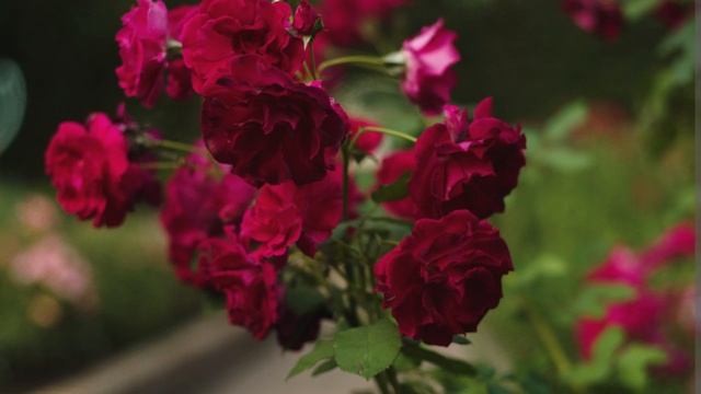 Blackmagic Pocket Cinema Camera 6k (BMPCC 6k) with Canon 50mm 1.8 Lens. Sample Video Footage | Part смотреть онлайн