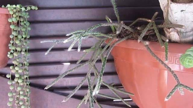 #Suculentadodia! | Rhipsalis Pilocarpa