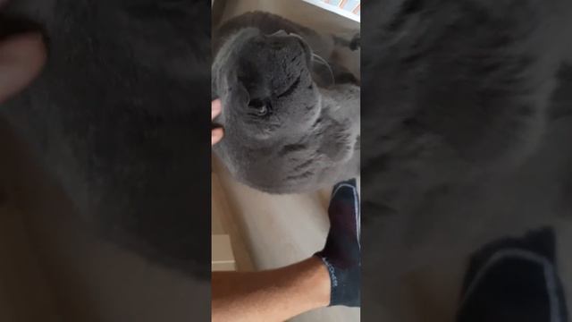 Дневное посещение кота смотреть онлайн