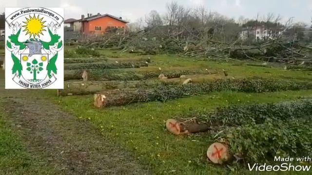 Paulownia Europa Logs Or Timber For Sale10.04.2018