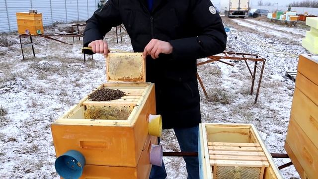 Зимівля нуклеусів. Ризикований експеримент із кормами/ Зимовка нуклеусов. Рискованный эксперимент смотреть онлайн