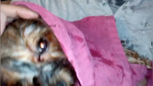 Уход за йоркширским терьером/Как помыть йоркширского терьера/Мытьё собаки смотреть онлайн