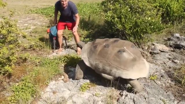 Самая медленная погоня в мире // животных смотреть онлайн