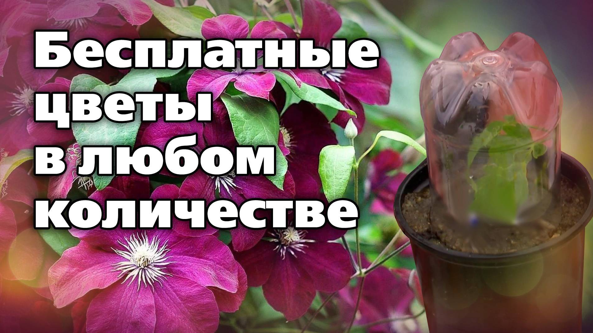 Зеленое черенкование растений. Это просто и выгодно! смотреть онлайн