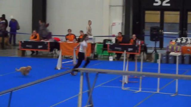 A1 Small Павлова Софья и той-пудель Бусинка