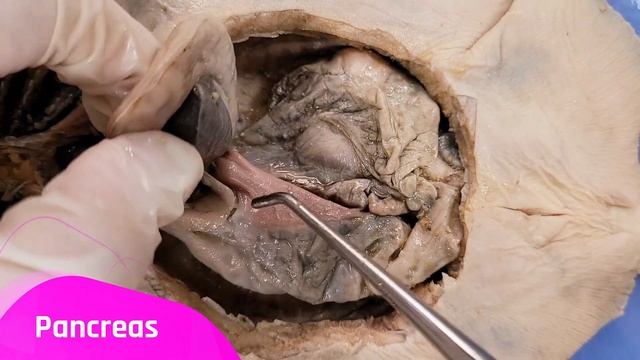 Skate Dissection (Part 2. Abdominal Cavity & Cranial Cavity) || A Mermaid's Purse [EDU] смотреть онлайн