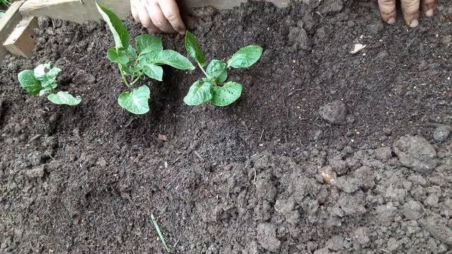 Как американцы выращивают картофель!  Урок #2