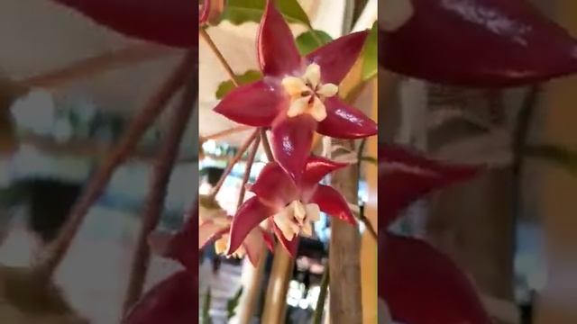 Hoya Imperialis - Hoya dari Borneo - Bunga Hoya yang Cantik dari Kalimantan смотреть онлайн