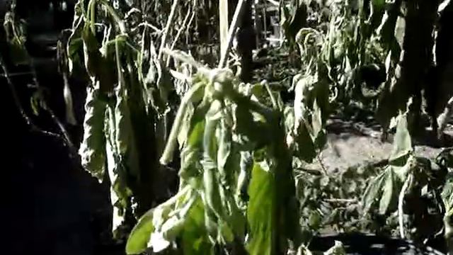 Brugmansia And Hibiscus Damage 2010 - West Coast Of Florida 6
