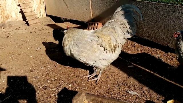 Амераукана, - куры несущие яйца с голубой скорлупой!!! Ответ подписчикам!! смотреть онлайн