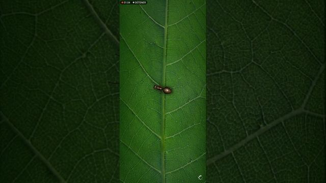 ANT LEGION - MI Historia... 😌#AntLegion #Strategygame #Antlegioncreator #Mobilegame смотреть онлайн