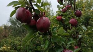 Яблоня сорт зимний Ред Чиф (apple Red Chief). Уборка урожая
