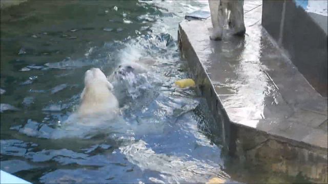 Плаваем всей семьёй 14.07.2020 смотреть онлайн