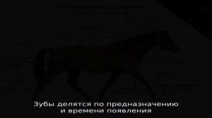 Сколько лошади лет?