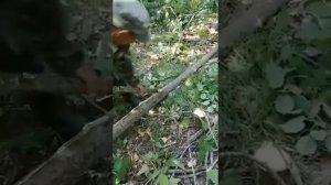 Заготовка липового лыка.