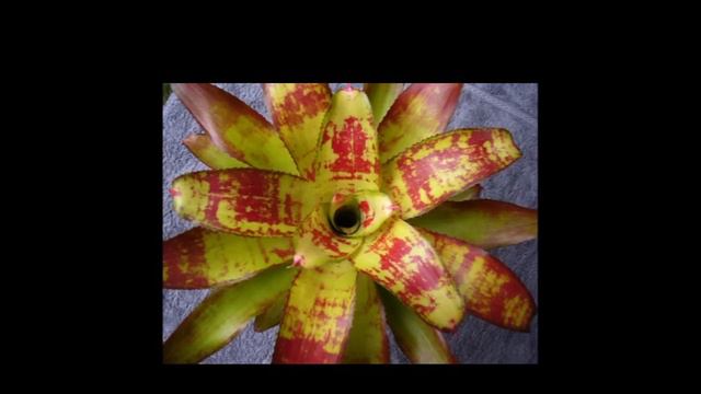 Beauty of Bromeliads - Barry Landau смотреть онлайн