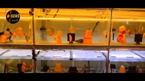 ДИСКУСЫ. ВНОВЬ ХЛОРАМИН "Т", ПОДГОТОВКА АКВАРИУМА ДЛЯ МАЛЬКА