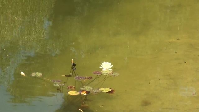 Cyprus Troodos botanical garden смотреть онлайн