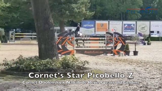 Cornet's Star Picobello Z @ 9 years old смотреть онлайн